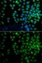 Ubiquitin D antibody, GTX33566, GeneTex, Immunofluorescence image 