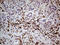 Neutrophil cytosol factor 4 antibody, LS-C794759, Lifespan Biosciences, Immunohistochemistry paraffin image 
