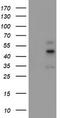 Carboxypeptidase A1 antibody, TA504523, Origene, Western Blot image 