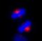 Centrosomal Protein 170 antibody, A301-024A, Bethyl Labs, Immunofluorescence image 