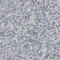2',3'-Cyclic Nucleotide 3' Phosphodiesterase antibody, AMAb91072, Atlas Antibodies, Immunohistochemistry frozen image 