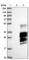 Chromosome 3 Open Reading Frame 18 antibody, HPA012105, Atlas Antibodies, Western Blot image 