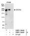 Dedicator Of Cytokinesis 4 antibody, NBP1-26649, Novus Biologicals, Immunoprecipitation image 