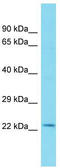 Forty-Two-Three Domain Containing 1 antibody, TA342955, Origene, Western Blot image 