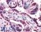 PKG1 antibody, LS-B4398, Lifespan Biosciences, Immunohistochemistry frozen image 