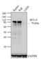 BCL6 Transcription Repressor antibody, MA5-11493, Invitrogen Antibodies, Western Blot image 