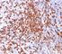 CD44 antibody, V2068IHC-7ML, NSJ Bioreagents, Immunohistochemistry paraffin image 