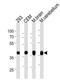 Aldolase, Fructose-Bisphosphate C antibody, orb221149, Biorbyt, Western Blot image 