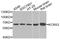 Potassium Voltage-Gated Channel Modifier Subfamily S Member 3 antibody, A10135, Boster Biological Technology, Western Blot image 