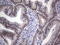 HDAC7 antibody, CF805308, Origene, Immunohistochemistry paraffin image 