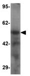 Tweety Family Member 2 antibody, GTX32075, GeneTex, Western Blot image 