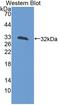 Lactase antibody, LS-C689159, Lifespan Biosciences, Western Blot image 