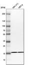 Ribosomal Protein S25 antibody, HPA031801, Atlas Antibodies, Western Blot image 