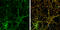 PTPRF Interacting Protein Alpha 1 antibody, GTX115098, GeneTex, Immunocytochemistry image 