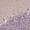 Zinc Finger Protein 709 antibody, NBP2-13593, Novus Biologicals, Immunohistochemistry frozen image 