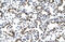 Zinc Finger Protein 385A antibody, 27-628, ProSci, Immunohistochemistry paraffin image 