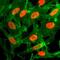 Histone H3 antibody, NBP2-61532, Novus Biologicals, Immunocytochemistry image 