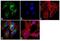 Cytochrome P450 Family 3 Subfamily A Member 4 antibody, GTX15836, GeneTex, Immunofluorescence image 