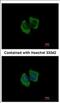 Rho Guanine Nucleotide Exchange Factor 3 antibody, NBP2-15456, Novus Biologicals, Immunocytochemistry image 