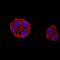 DEAD-Box Helicase 1 antibody, NBP2-61744, Novus Biologicals, Immunocytochemistry image 
