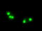ZFP36 Ring Finger Protein antibody, M02028-1, Boster Biological Technology, Immunofluorescence image 