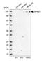 p220 antibody, HPA028487, Atlas Antibodies, Western Blot image 