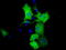 RalA Binding Protein 1 antibody, TA500908, Origene, Immunofluorescence image 