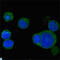 Wnt Family Member 5A antibody, LS-C812860, Lifespan Biosciences, Immunofluorescence image 