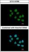 SS18L1 Subunit Of BAF Chromatin Remodeling Complex antibody, GTX115785, GeneTex, Immunocytochemistry image 