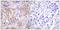 PKC antibody, LS-C199461, Lifespan Biosciences, Immunohistochemistry frozen image 