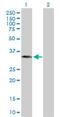 Ribosome Production Factor 2 Homolog antibody, H00084154-B01P, Novus Biologicals, Western Blot image 