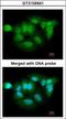 Probable Xaa-Pro aminopeptidase 3 antibody, GTX105541, GeneTex, Immunocytochemistry image 