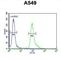Abhydrolase Domain Containing 12 antibody, abx034149, Abbexa, Western Blot image 