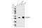 Tubulin Beta 3 Class III antibody, 5568T, Cell Signaling Technology, Western Blot image 