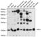 Peptidyl-prolyl cis-trans isomerase-like 1 antibody, GTX66307, GeneTex, Western Blot image 