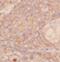 Isovaleryl-CoA dehydrogenase, mitochondrial antibody, FNab04427, FineTest, Immunohistochemistry paraffin image 