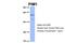 Pim-1 Proto-Oncogene, Serine/Threonine Kinase antibody, ARP56389_P050, Aviva Systems Biology, Western Blot image 