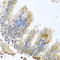 Cytochrome c oxidase subunit 6B1 antibody, A2641, ABclonal Technology, Immunohistochemistry paraffin image 