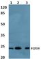 Fibroblast Growth Factor 19 antibody, A01191, Boster Biological Technology, Western Blot image 