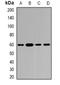 Tyrosyl-TRNA Synthetase antibody, orb382128, Biorbyt, Western Blot image 