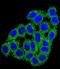 Carboxypeptidase B1 antibody, LS-C166985, Lifespan Biosciences, Immunofluorescence image 