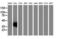 V-Set And Immunoglobulin Domain Containing 2 antibody, LS-C172502, Lifespan Biosciences, Western Blot image 