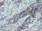Protein ZNF365 antibody, LS-C175128, Lifespan Biosciences, Immunohistochemistry frozen image 