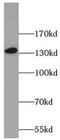 NRDE-2, Necessary For RNA Interference, Domain Containing antibody, FNab01018, FineTest, Western Blot image 