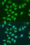 EYA Transcriptional Coactivator And Phosphatase 3 antibody, LS-C750031, Lifespan Biosciences, Immunofluorescence image 