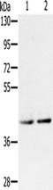 Zinc finger protein ubi-d4 antibody, TA349902, Origene, Western Blot image 