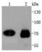 Cell Division Cycle 7 antibody, NBP2-67421, Novus Biologicals, Western Blot image 