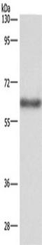 SLG antibody, TA349764, Origene, Western Blot image 