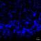 Tachykinin 3 antibody, NB300-201, Novus Biologicals, Immunohistochemistry frozen image 
