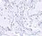 p240 antibody, NBP1-77285, Novus Biologicals, Immunohistochemistry paraffin image 